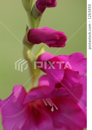 Gladiolus 1263850