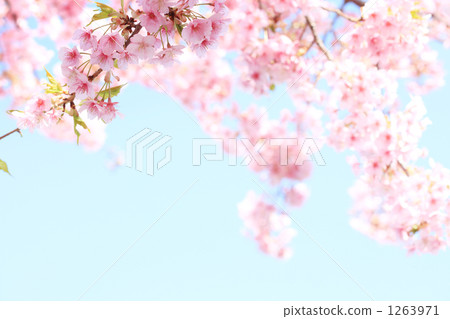 櫻花背景材料 1263971