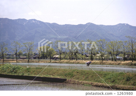 國家景觀水稻植物 國家景觀水稻植物 1263980