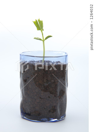 戈雅的年輕葉子 戈雅的年輕葉子 1264032