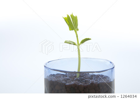 戈雅的年輕葉子 戈雅的年輕葉子 1264034