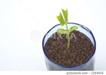 戈雅的年輕葉子 戈雅的年輕葉子 1264035