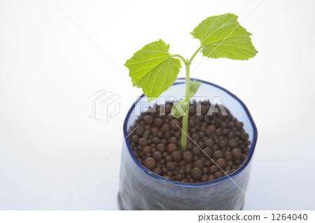 戈雅的年輕葉子 戈雅的年輕葉子 1264040