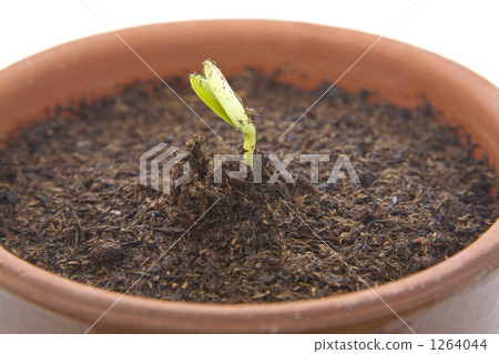 薑的萌芽 薑的萌芽 1264044