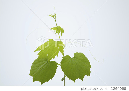 Goya leaves and vines Goya leaves and vines 1264068