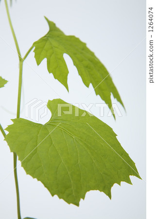Goya leaves and vines 1264074