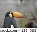 oohashi, toco toucan, bird 1264088