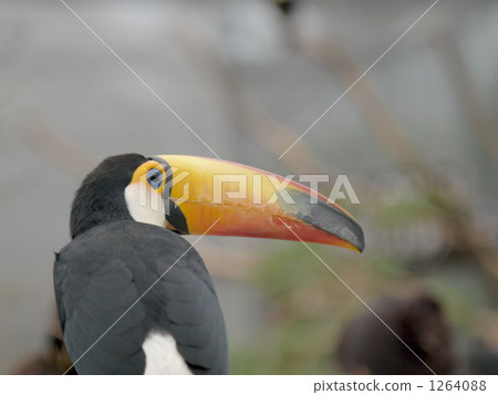 大喬（人名 巨嘴妥空 鳥兒 1264088
