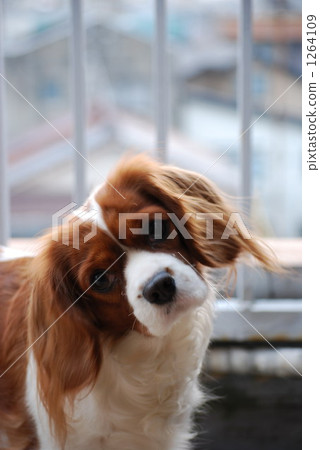 這是什麼？ 1264109