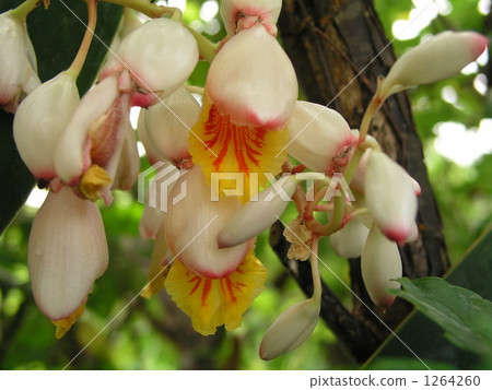 Moon peach Moon peach 1264260