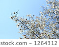 Shiraki Lotus 1264312