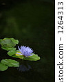 Water lily 1264313