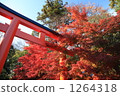 Autumnal leaves and torii 1264318