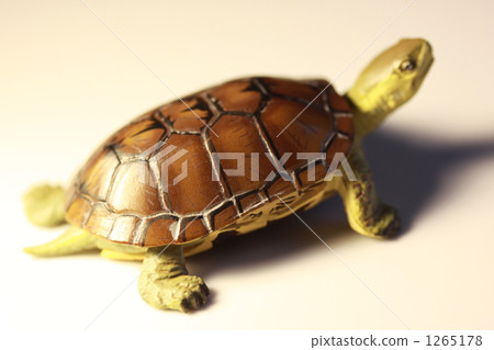 日本擬水龜 烏龜 一隻小動物 1265178