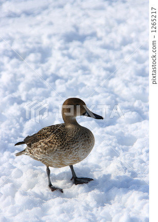 多雪的領域的鴨子 多雪的領域的鴨子 1265217