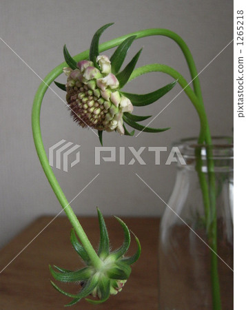 Sukabiosa Sukabiosa 1265218