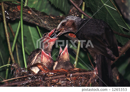 Feeding Feeding 1265353