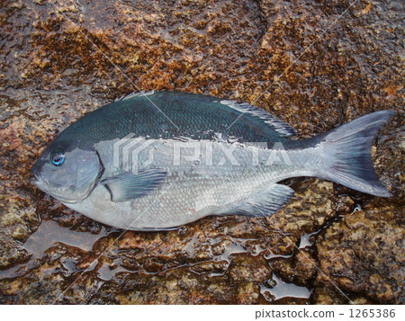 Ogayagure灰色 Ogayagure灰色 1265386