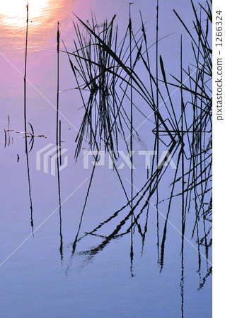 如鏡的水面 香蒲提示 蘆葦 1266324