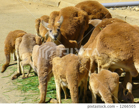 袋鼠屁股 1266505