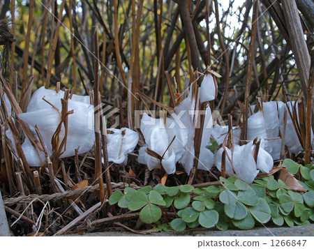 Simovassilla Simovassilla 1266847