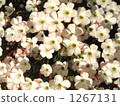 酢漿草 花朵 花 1267131