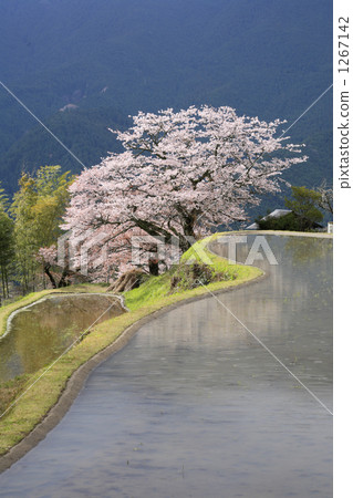 櫻花三面 1267142