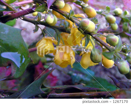 其中一個開花在春天Hiraginanten的黃色花 1267170