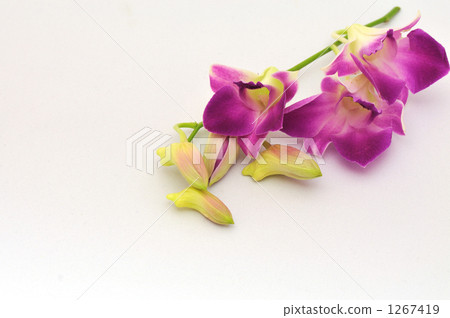 庫克敦蘭花 切花 花朵 1267419