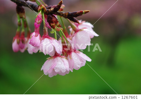 Kanzakura 1267601