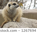 meerkat  1267694