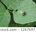 Mating of fly 1267697