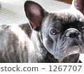 French bulldog 1267707