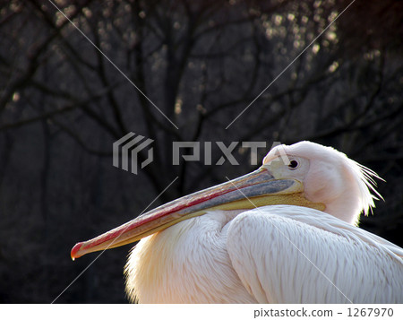 Profile of Pelican Profile of Pelican 1267970