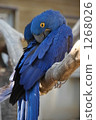 一對可愛的夫婦紫羅蘭色金剛鸚鵡 1268026