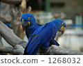 一對可愛的夫婦紫羅蘭色金剛鸚鵡 1268032