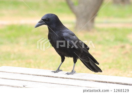 烏鴉 鳥兒 鳥 1268129