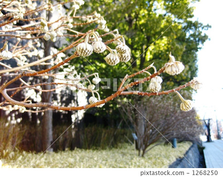 Mitsumata的芽 Mitsumata的芽 1268250