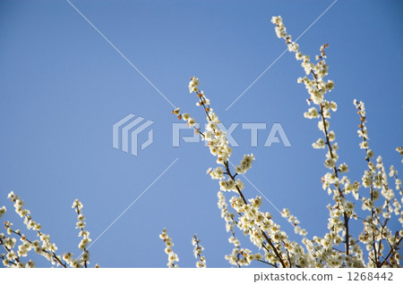 tine, yoshino cherry tree, cherry blossom 1268442