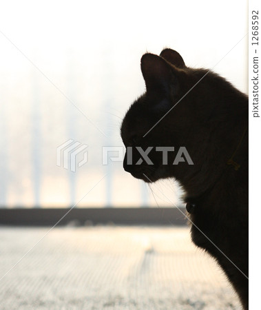 Cat  1268592