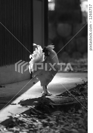 模特站立 模特站立 1268757