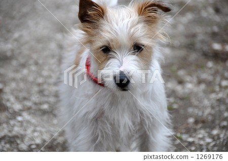 A dog walking on a gravel road with void eyes 1269176