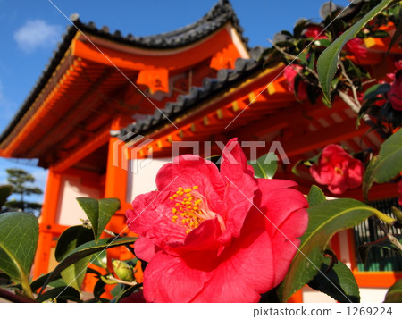 三十三間堂和山茶花的東大門 1269224