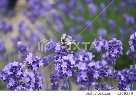 A cummer in a lavender A cummer in a lavender 1269229