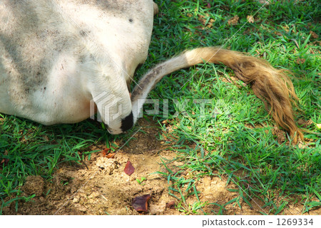 貓的尾巴 貓的尾巴 1269334