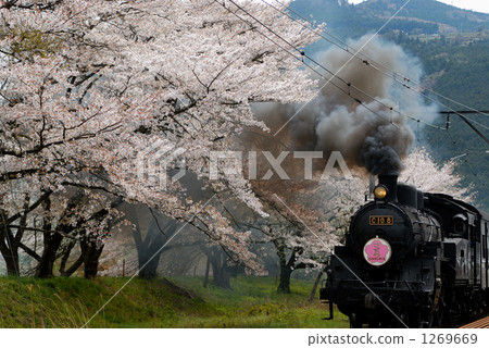 櫻花和蒸汽機車02 櫻花和蒸汽機車02 1269669