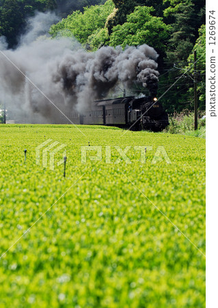 茶園和蒸汽機車01 茶園和蒸汽機車01 1269674