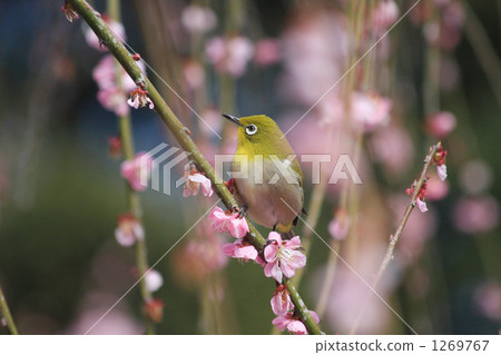 繡眼鳥 梅花 梅 1269767