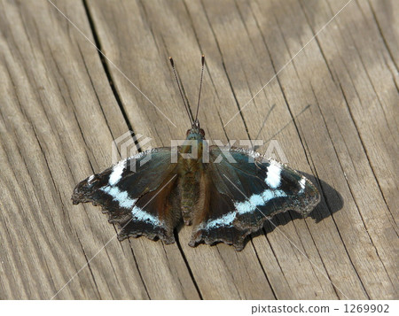 "Awakening of Spring ~ Ruritateha ~ ①" 1269902