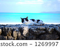 stone wall, stonewall, cat 1269997